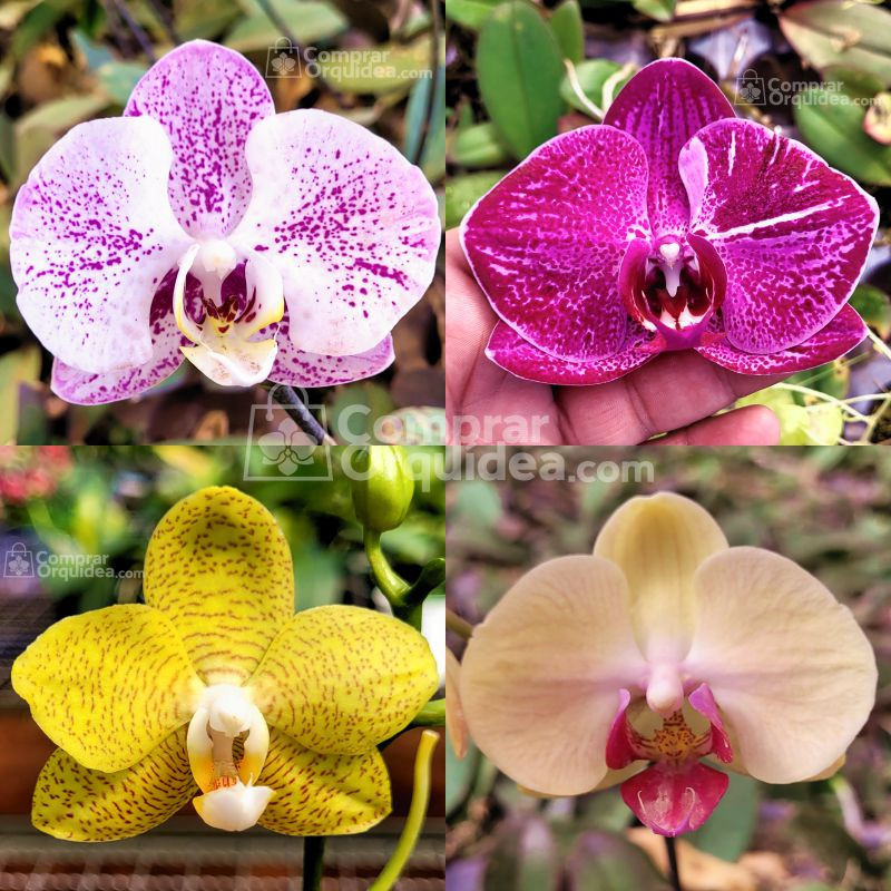 Kit 7 Phalaenopsis Pré-Adulta COM HASTE FLORAL