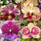 Kit 7 Phalaenopsis Pré-Adulta COM HASTE FLORAL