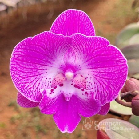 Phalaenopsis Big Lip Sensação Rosa Pré-Adulta