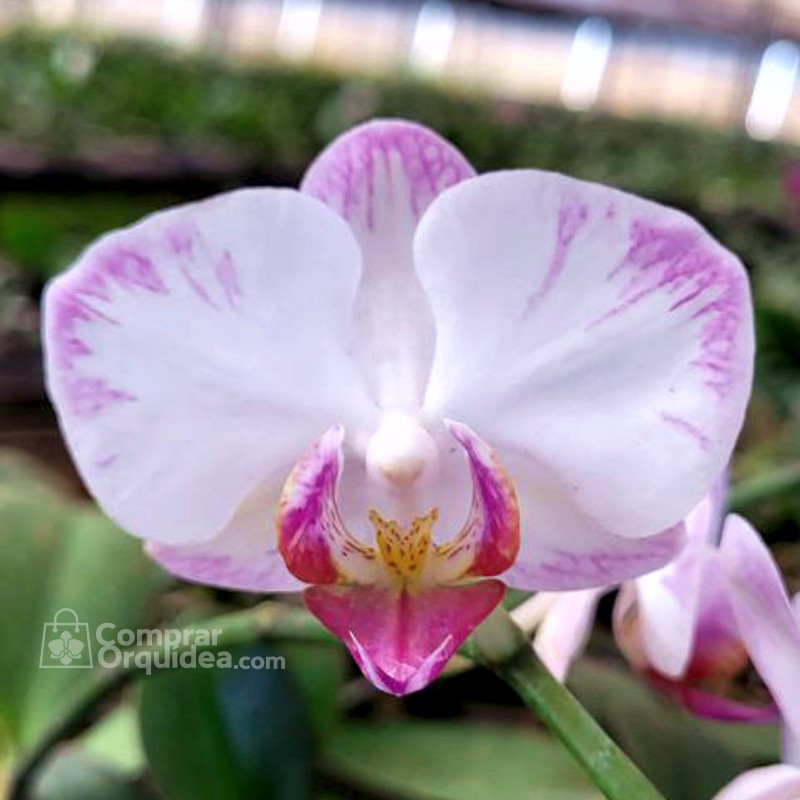 Phalaenopsis Papagaio Rose Jovem