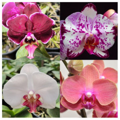 Kit 15 Phalaenopsis Pré-Adulta COM HASTE FLORAL