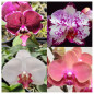 Kit 3 Phalaenopsis ADULTAS