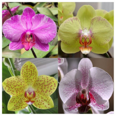 Kit 3 Phalaenopsis ADULTAS