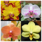 Kit 3 Phalaenopsis ADULTAS