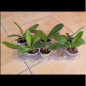 Kit 3 Phalaenopsis ADULTAS