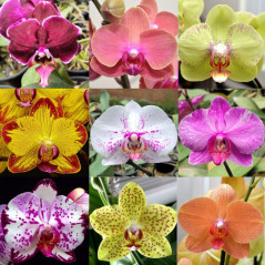 Kit 10 phalaenopsis adulto