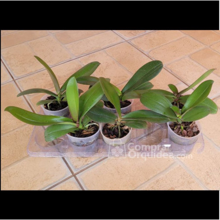 Kit 5 Phalaenopsis ADULTAS