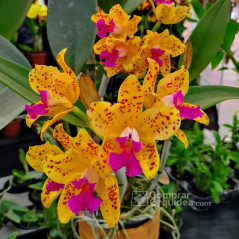 Cattleya Amethystoglossa aurea vassoral