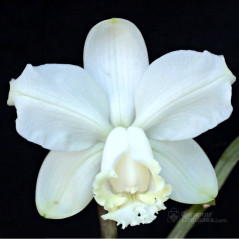 Cattleya Loddigesii Alba