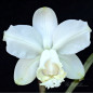 Cattleya Loddigesii Alba ADULTA