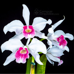 Laelia purpurata carnea Cereja
