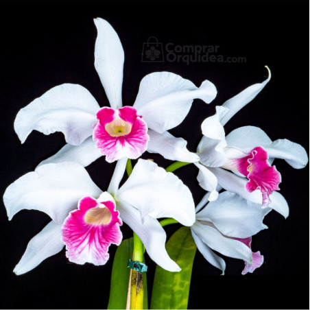 Laelia purpurata carnea Cereja