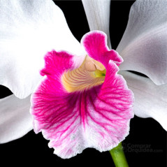 Laelia purpurata var. carnea “Cereja”