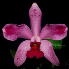 Amethystoglossa Flamea (Dark x Pincelada)