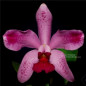 Cattleya Amethystoglossa Flamea (Dark x Pincelada) ADULTA