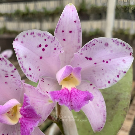 Cattleya Amethystoglossa var. lilacina (Livia x Carina)