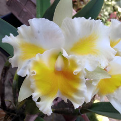 Blc Island Charm “Blumen Insel”