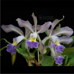 Cattleya Whitei Coerulea