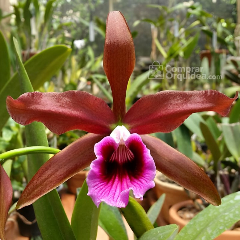 Laelia Tenebrosa Rubra ADULTA