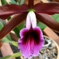 Laelia Tenebrosa Rubra ADULTA