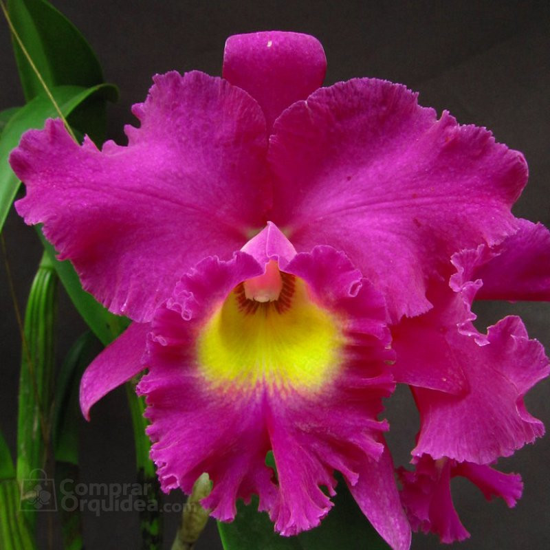 Blc Nan Chang Silk “Ct Olimpic Torch” ADULTA