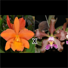 Potinara Afternoon Delight “Radiant” x Cattleya schilleriana