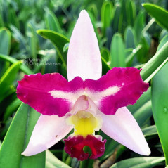 Blc Haw Yuan “Beauty Raybow”