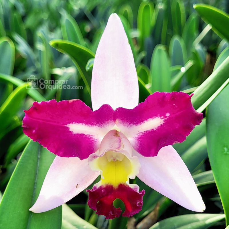 Blc Haw Yuan Beauty “Rainbow” ADULTA