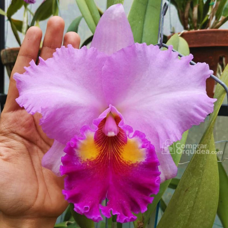 Blc Rose Whisper 'Suisei' ADULTA