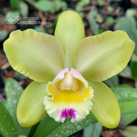 Blc Waikiki Gold x Self