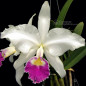 Cattleya Gigas s/alba “Atropurpurea” ADULTA