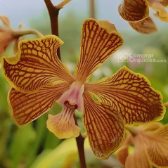 Encyclia fowliei