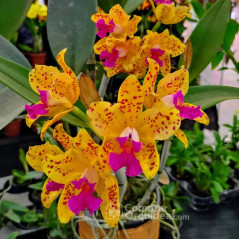 Cattleya Amethystoglossa aurea vassoral