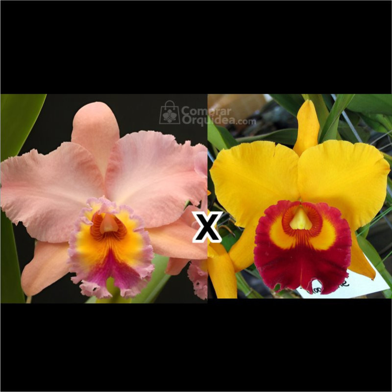 Blc (George King x Chunyeah 17) ADULTA