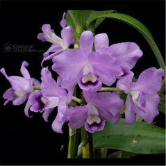 Cattleya Bowringiana  coerulea (Gnomos)