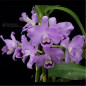 Cattleya Bowringiana coerulea (Gnomos) Adulta Cattleya Bowringiana coerulea (Gnomos) Adulta