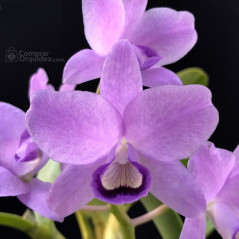 Cattleya Bowringiana  coerulea (Gnomos) ADULTA
