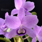 Cattleya Bowringiana coerulea (Gnomos) Adulta Cattleya Bowringiana coerulea (Gnomos) Adulta