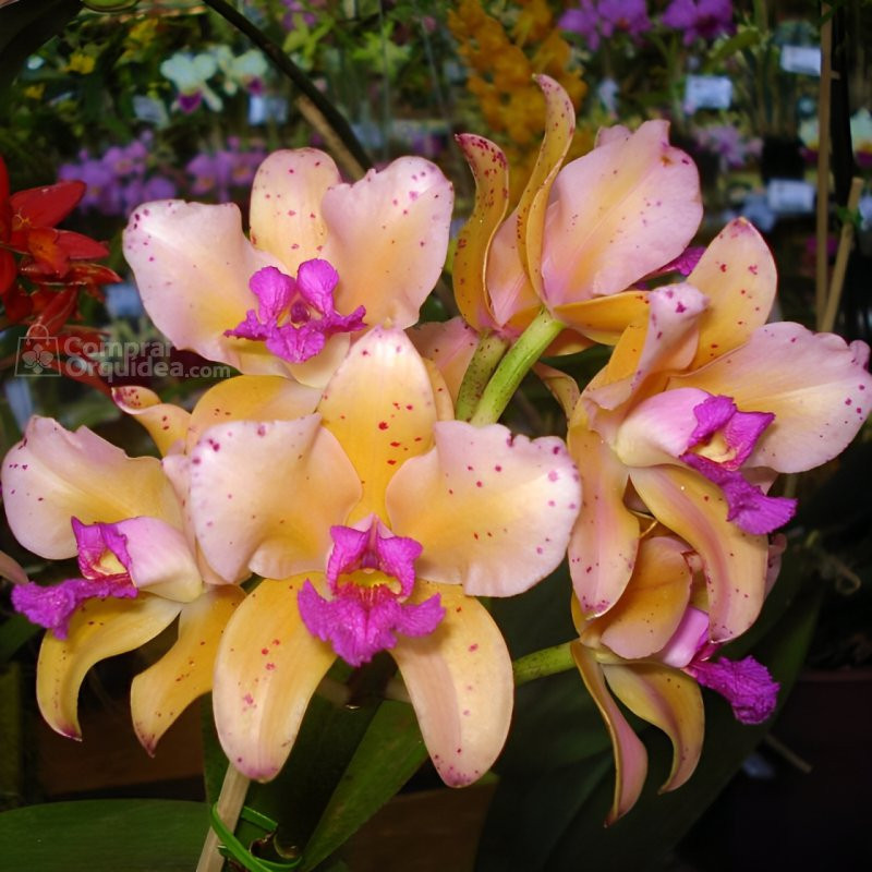 Cattleya Amethystoglossa Aurea x Sibling ADULTA