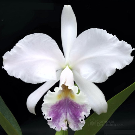 Cattleya Warneri Coerulea