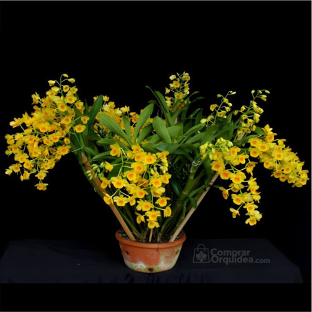 Dendrobium chrysotoxum Aureum