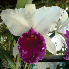 Blc Capitão Pessoa “Orlata”