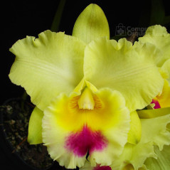 Blc Goldenzelle ‘Lemon Chiffon’