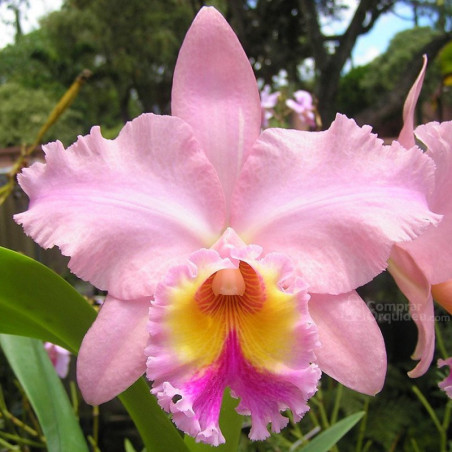 Blc George King Serendipity
