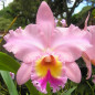 Blc George King Serendipity Adulta Blc George King Serendipity Adulta