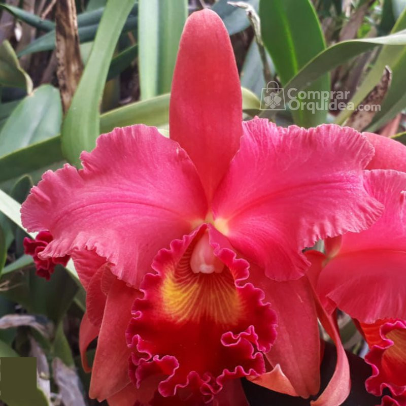 Blc Pumpkin Festival “For Queen” ADULTA