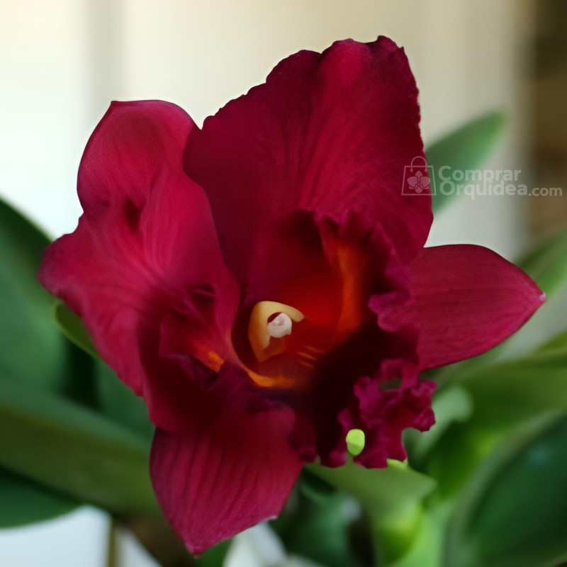 (Blc Toshie Aoki x Slc Wendy’s Valentine) “Red Beauty” ADULTA