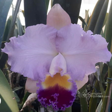 Cattleya Horace Máxima