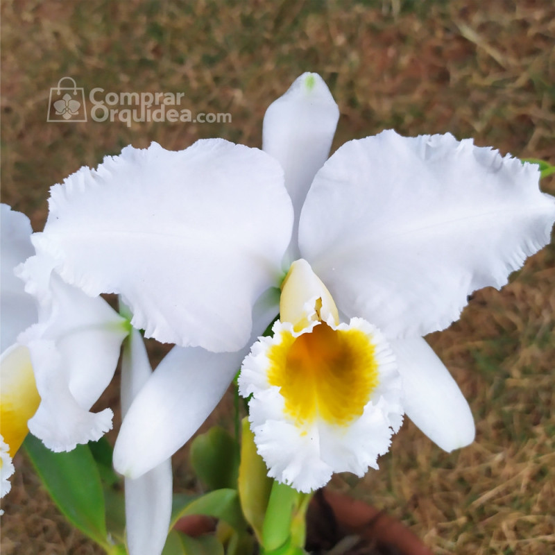 Cattleya Percivaliana Alba “Desejo” ADULTA