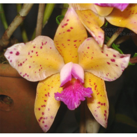 Cattleya Amethystoglossa Aurea (princesinha x vassoral)